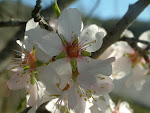 A verdadeira flor