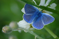 Polyommatus icarus, hohtosinisiipi