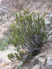 Plazia daphnoides Wedd. (Asteraceae)