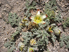 Nototriche pedicularifolia (Meyen) A. W. Hill (Malvaceae) Peru