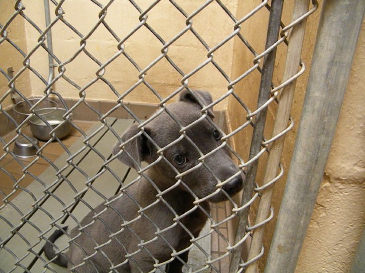 The Voice For The Voiceless by Terri Davis Animals at Birmingham