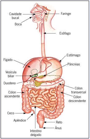 Sistema digestorio anatomia e fisiologia