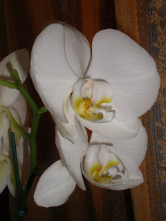 orquídeas