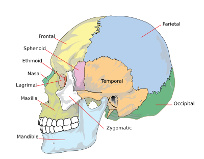 digestive system diagram for kids. human digestive system diagram