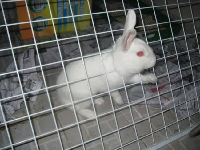 [stupid_animals_25.jpg]