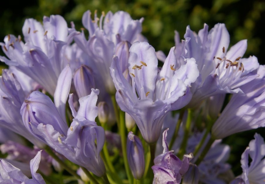 John Grimshaw's Garden Diary: The varied colours of Agapanthus