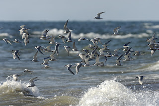 Birds flying over water Image of a flock of birds flying over water