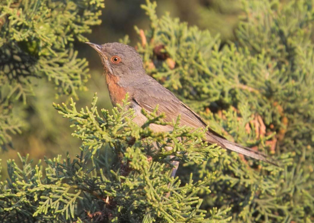 Birds In Wales