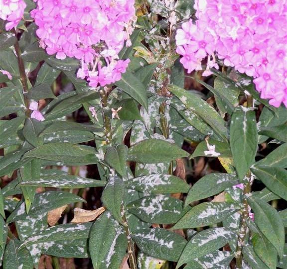 Woodbridge Greenhouses Blogger Powdery Mildew Plaguing your Bee Balm