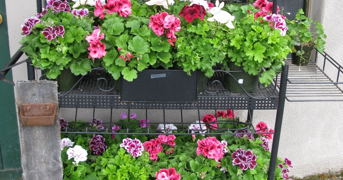 Farmhand Feed and Home Company Geraniums Galore