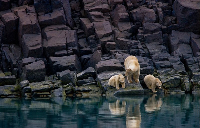 [paul_nicklen.jpg]