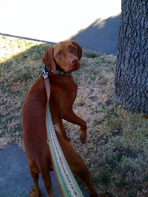 vizsla