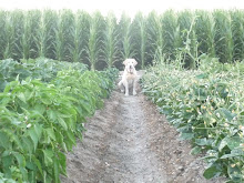 Gunner and the Garden