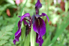 Iris /blålilla