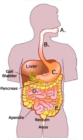 flexinduction biology: Compendium II Unit II