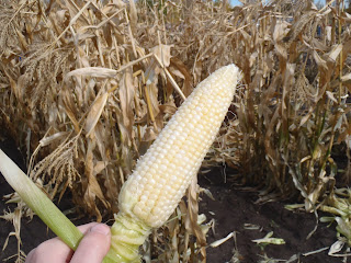 Fresh-picked corn on the cob