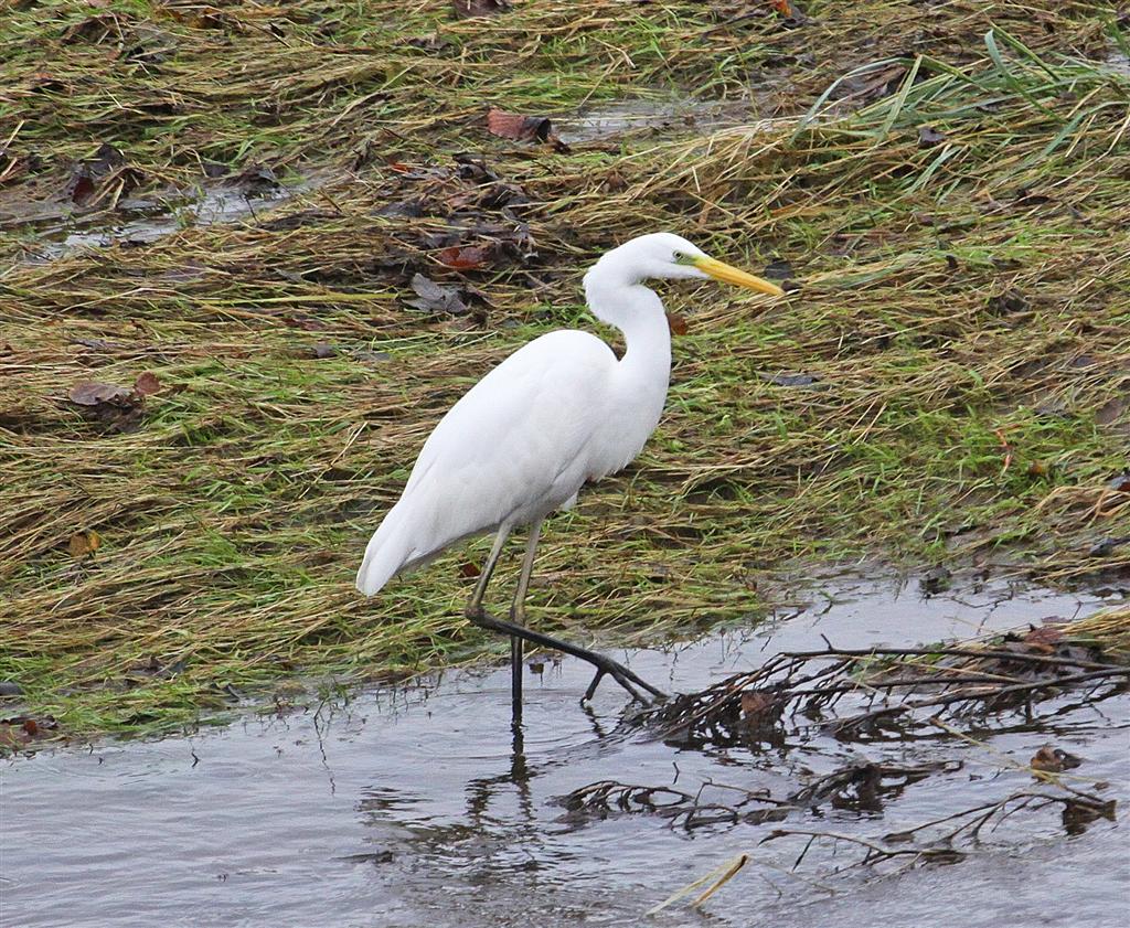 egret bird pictures