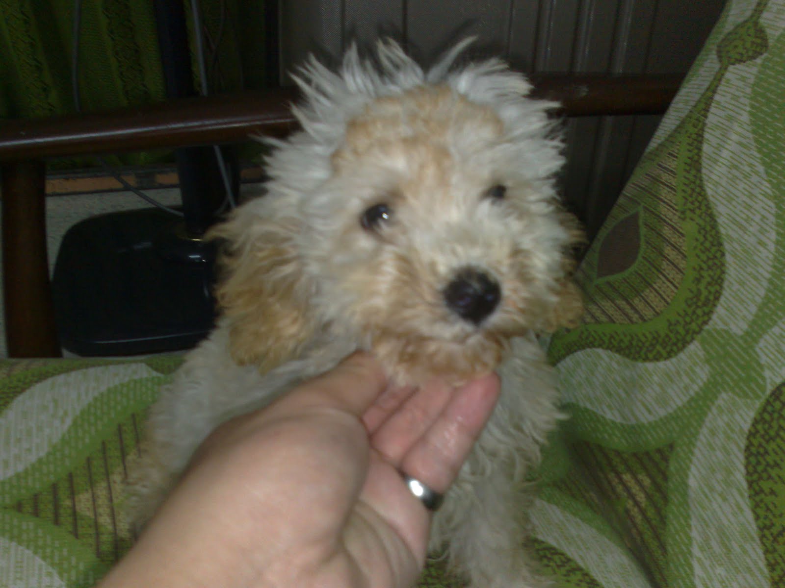 toy poodle 3 months old