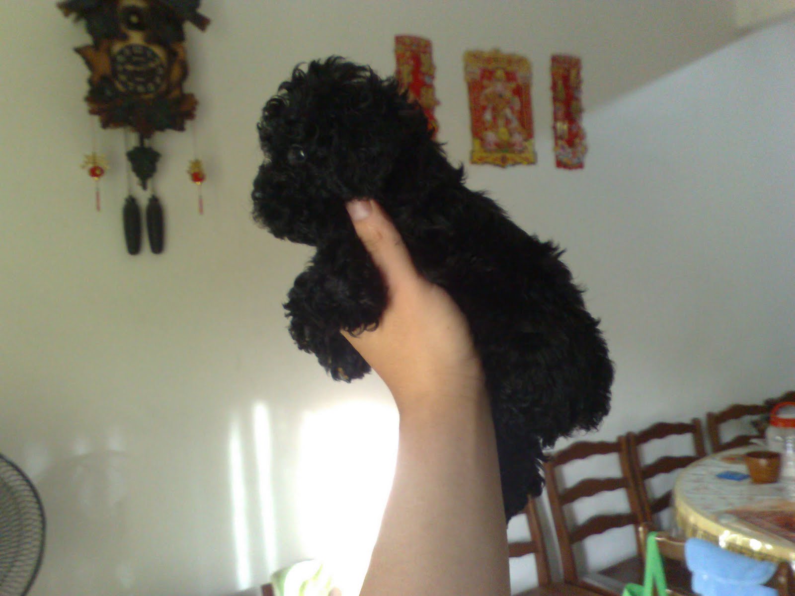 Toy Black Poodle