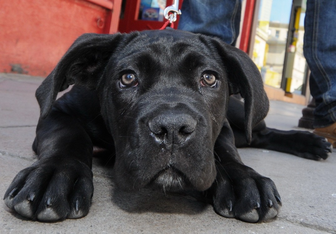 fully grown cane corso