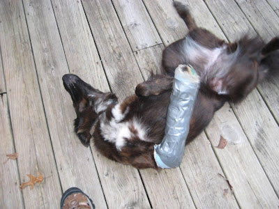 Duct Tape Dog