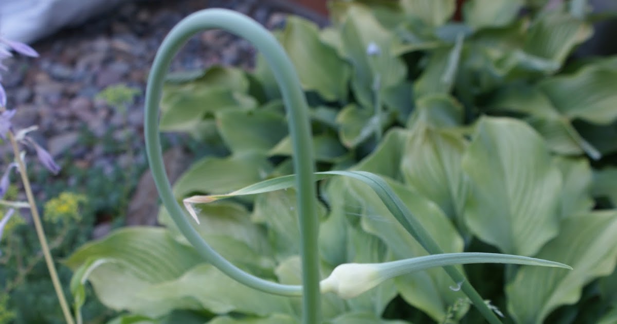 Nourishing Ideas A Deeper Relationship with Garlic