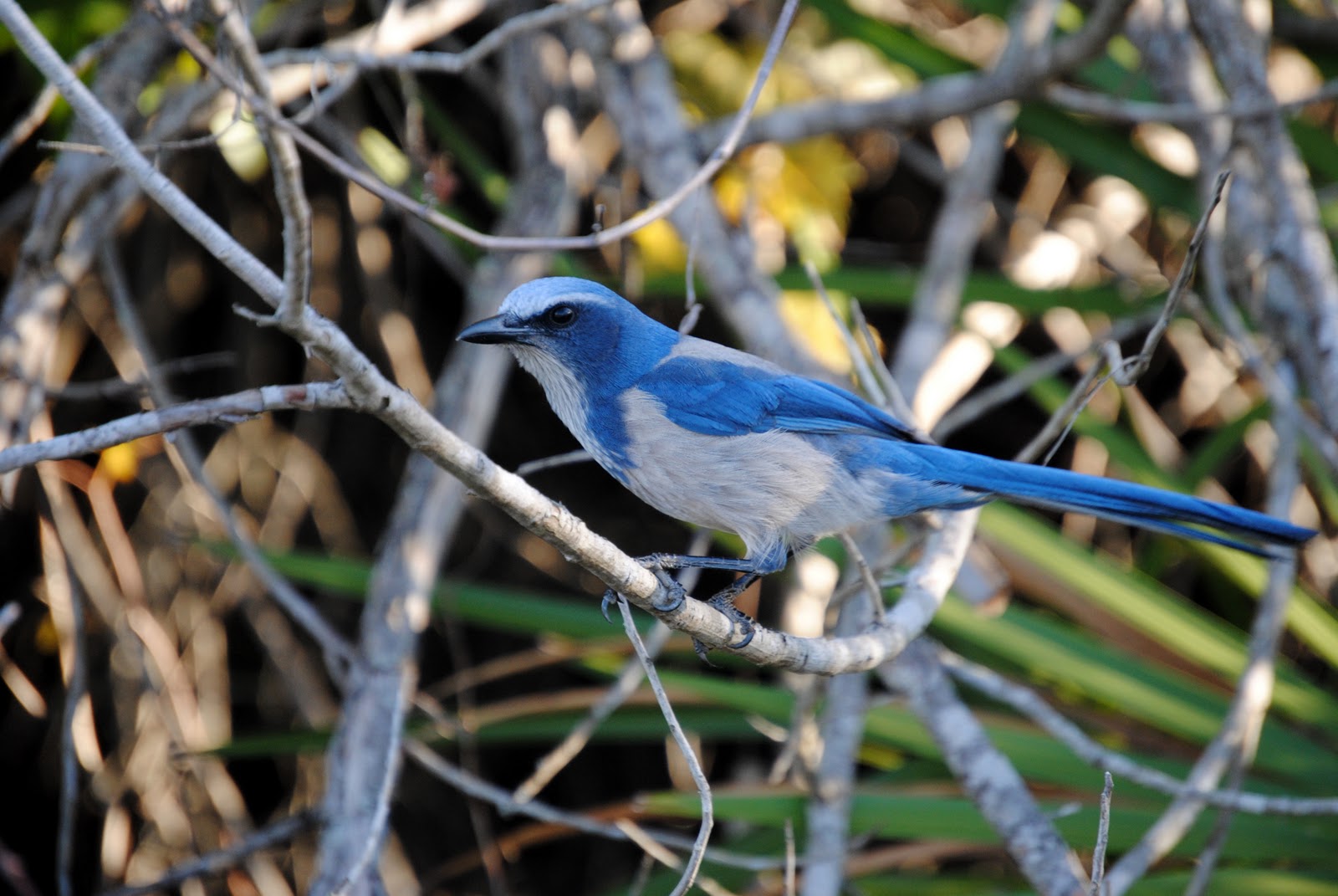 Field Notes and Photos Florida Scrub Jays