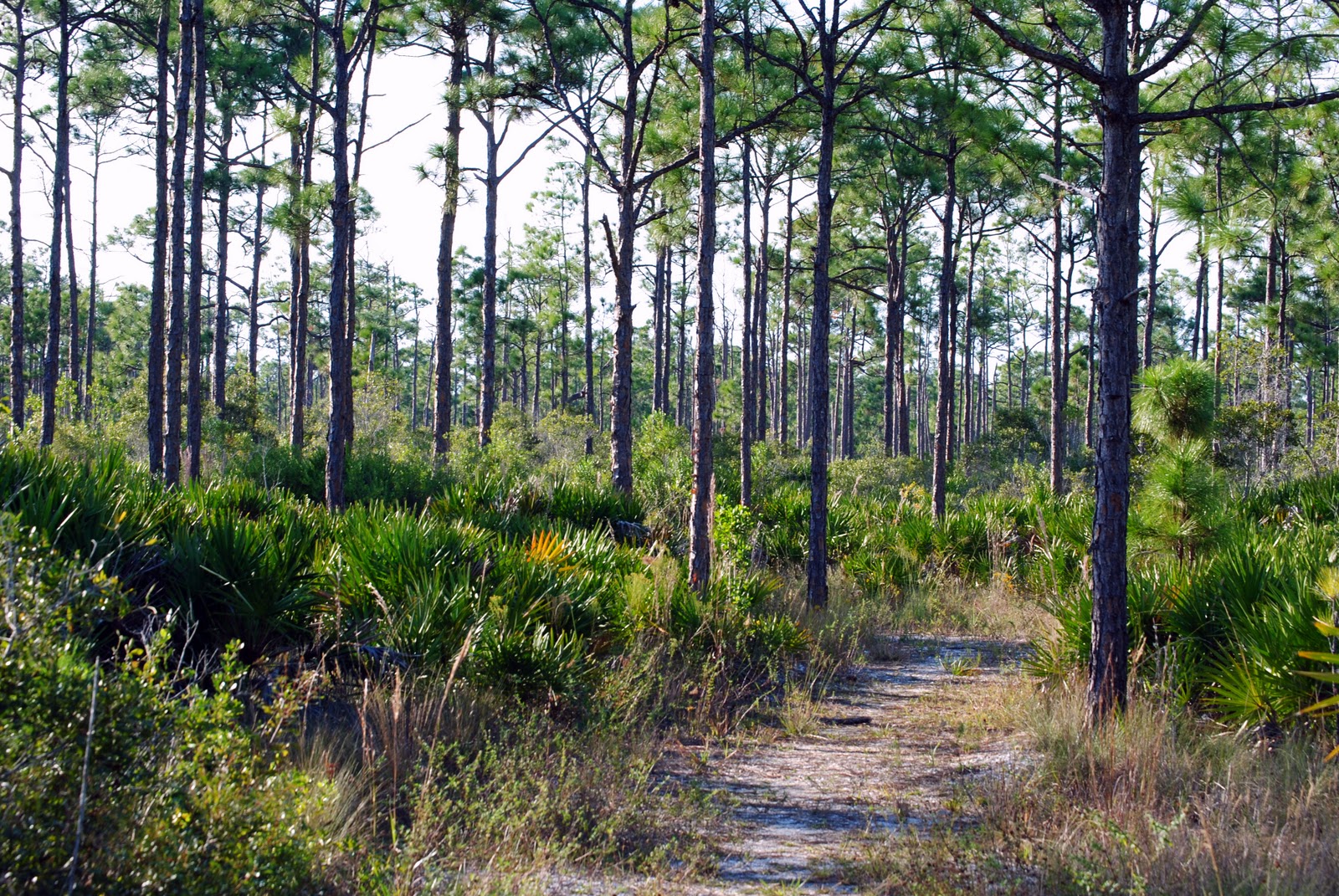 Field Notes and Photos Charlotte Flatwoods Environmental Park