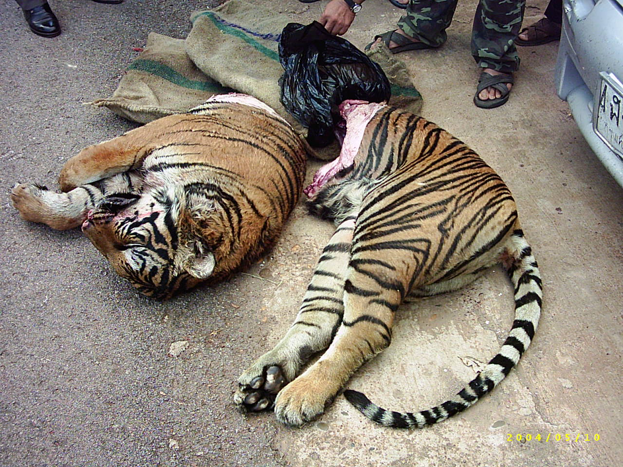 Tiger Being Poached