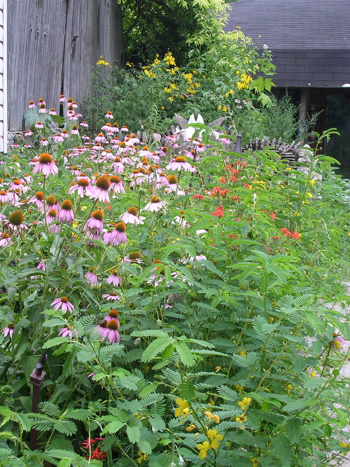 Keystone Flora Native Plants: Pocket Prairie Garden