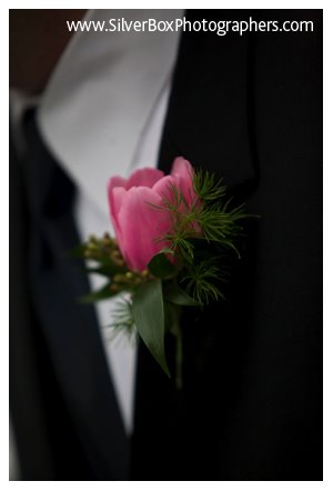 [kents+pink+tulip+bout.jpg]