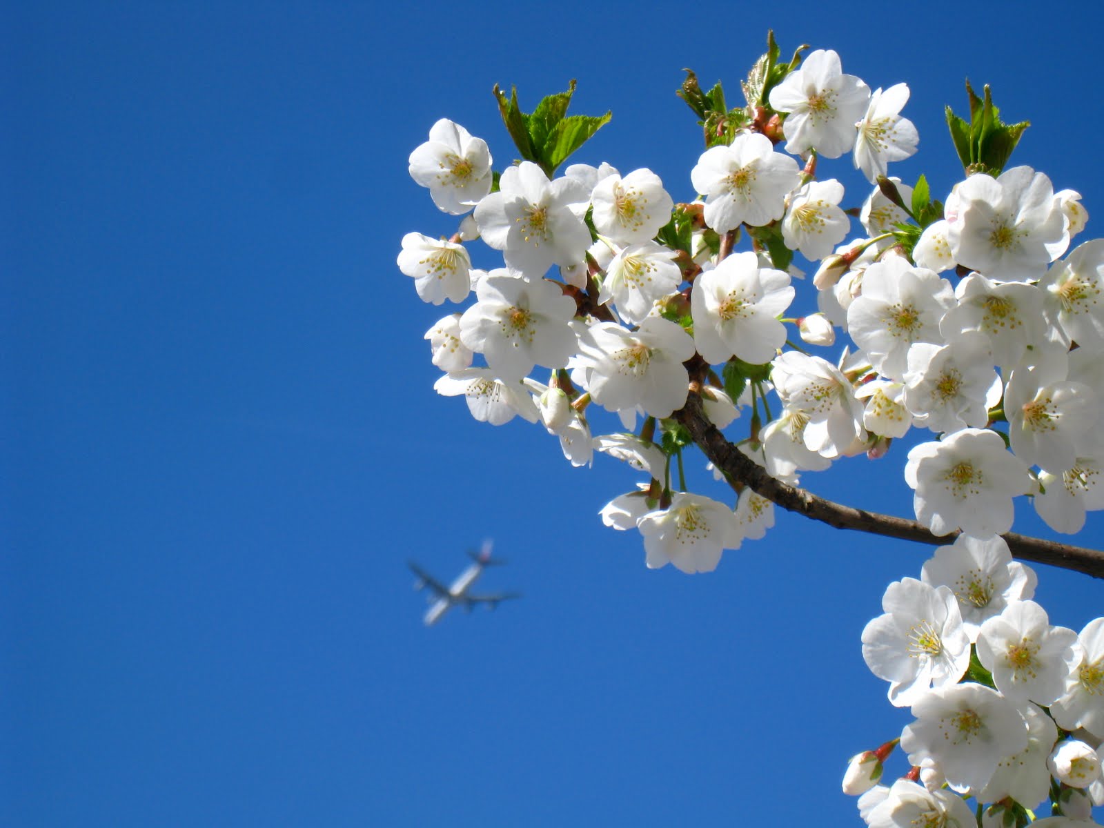 Flower Plane