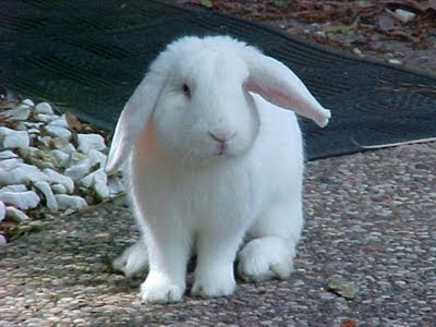 white french lop
