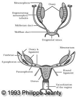 Metropathia+haemorrhagica