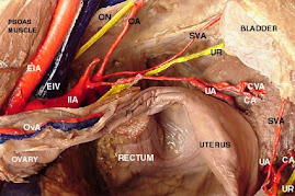 Metropathia+haemorrhagica
