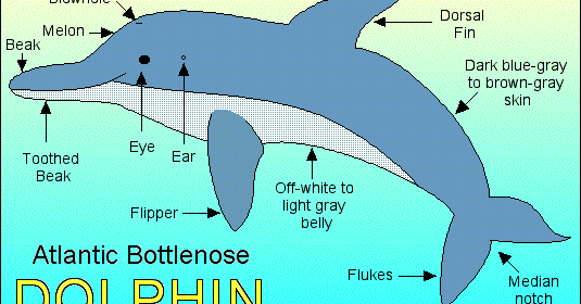 DOLPHIN-FACTS-BLOG: ANATOMY OF A DOLPHIN