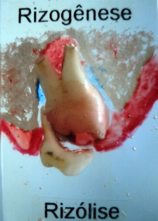 Erupção de dente permanente e reabsorção do decíduo