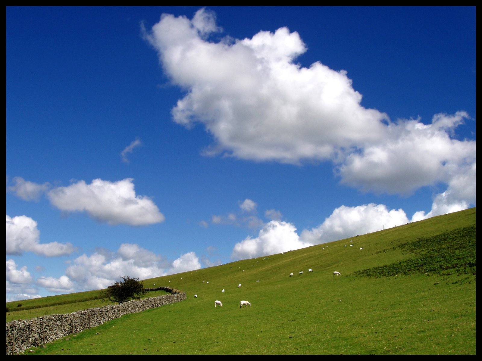 [sheep+pasture.jpg]