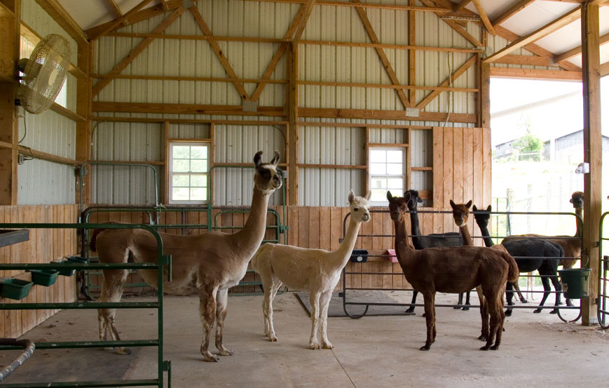 Alpaca stables Alpaca farm, Horse barns, Backyard farming