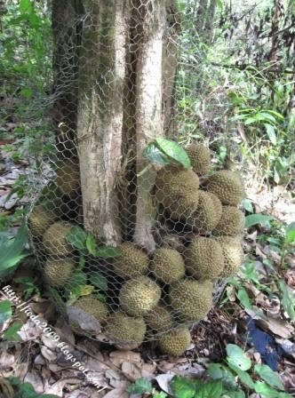 [Durian+Kura2+12.JPG]