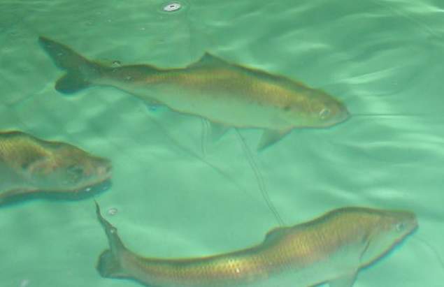 atlantic salmon maine