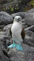 Blue Footed Boobie