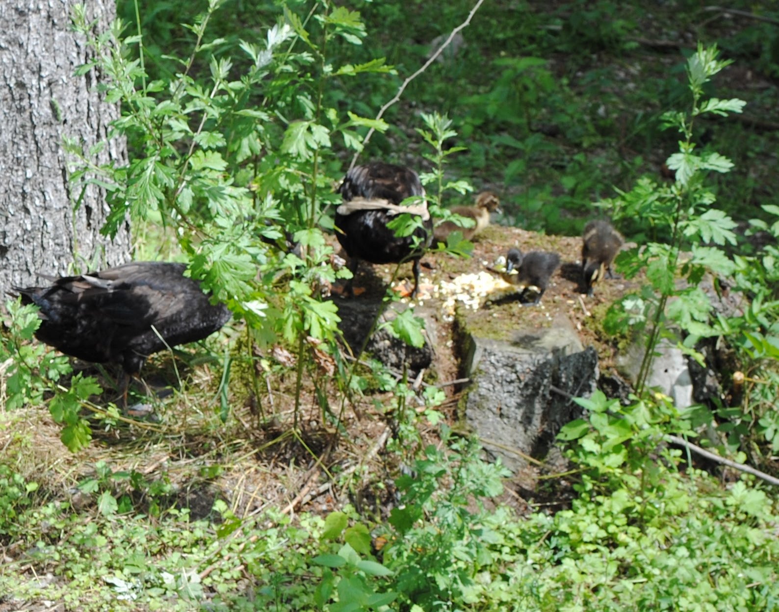 Https Www Lbv De News Details Bayern Ist Bereit Fuer Geier File Files User Upload Presse 2019 Machbarkeitsstudie 20 T 20wegscheider Endversion Pdf