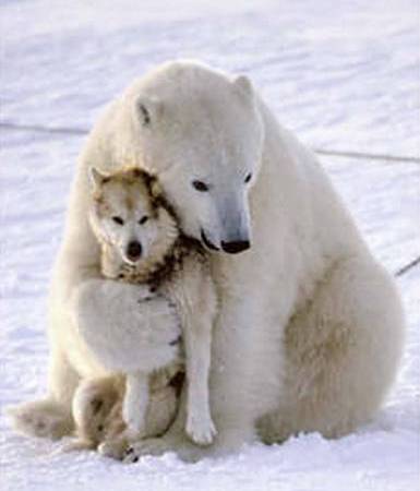 [polar-bear-funny-dog-death-hug.jpg]
