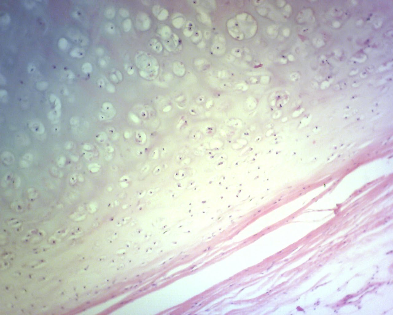 loose fibrous connective tissue loose fibrous connective tissue