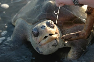 costa-rica-travel-sea-turtle turtle reality Costa Rica Daily Photo Endangered Sea Turtles Reality