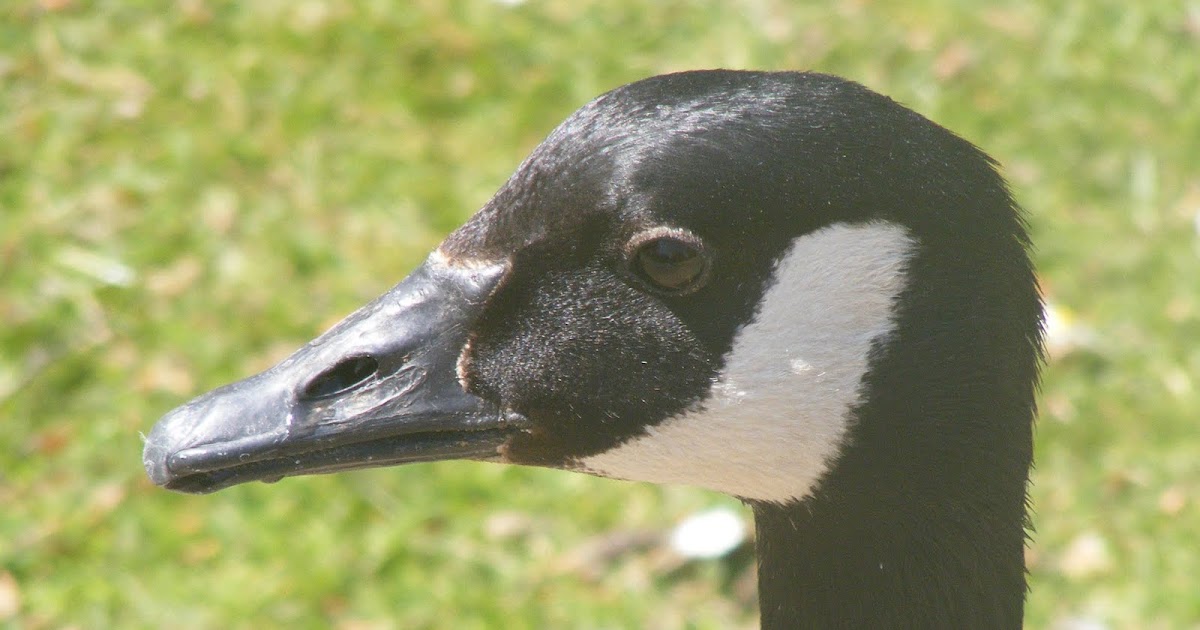 The Disillusioned Taxonomist: Invasive Species: Canada Goose
