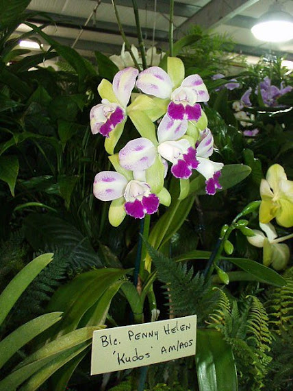 BLC. PENNY HELEN "KUDOS"