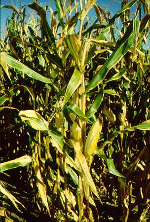 [corn.jpg]