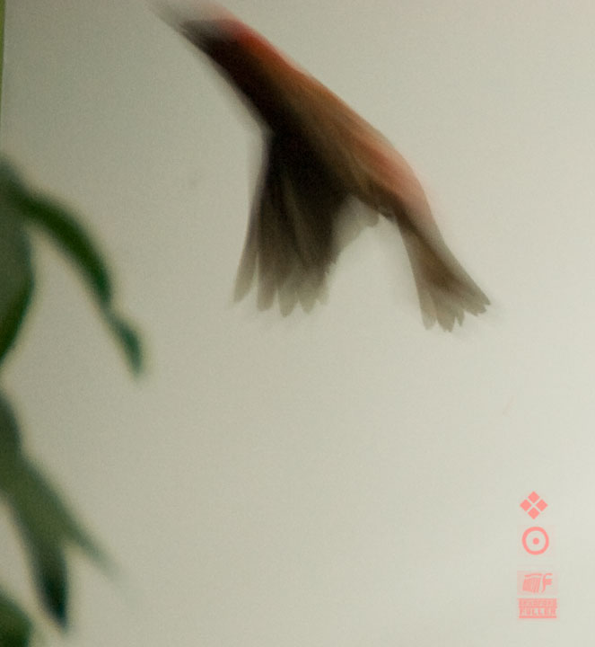[JUNE-08-BIRDS-0705.jpg]